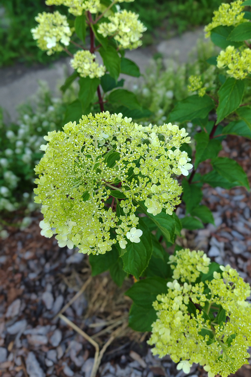 начало июля