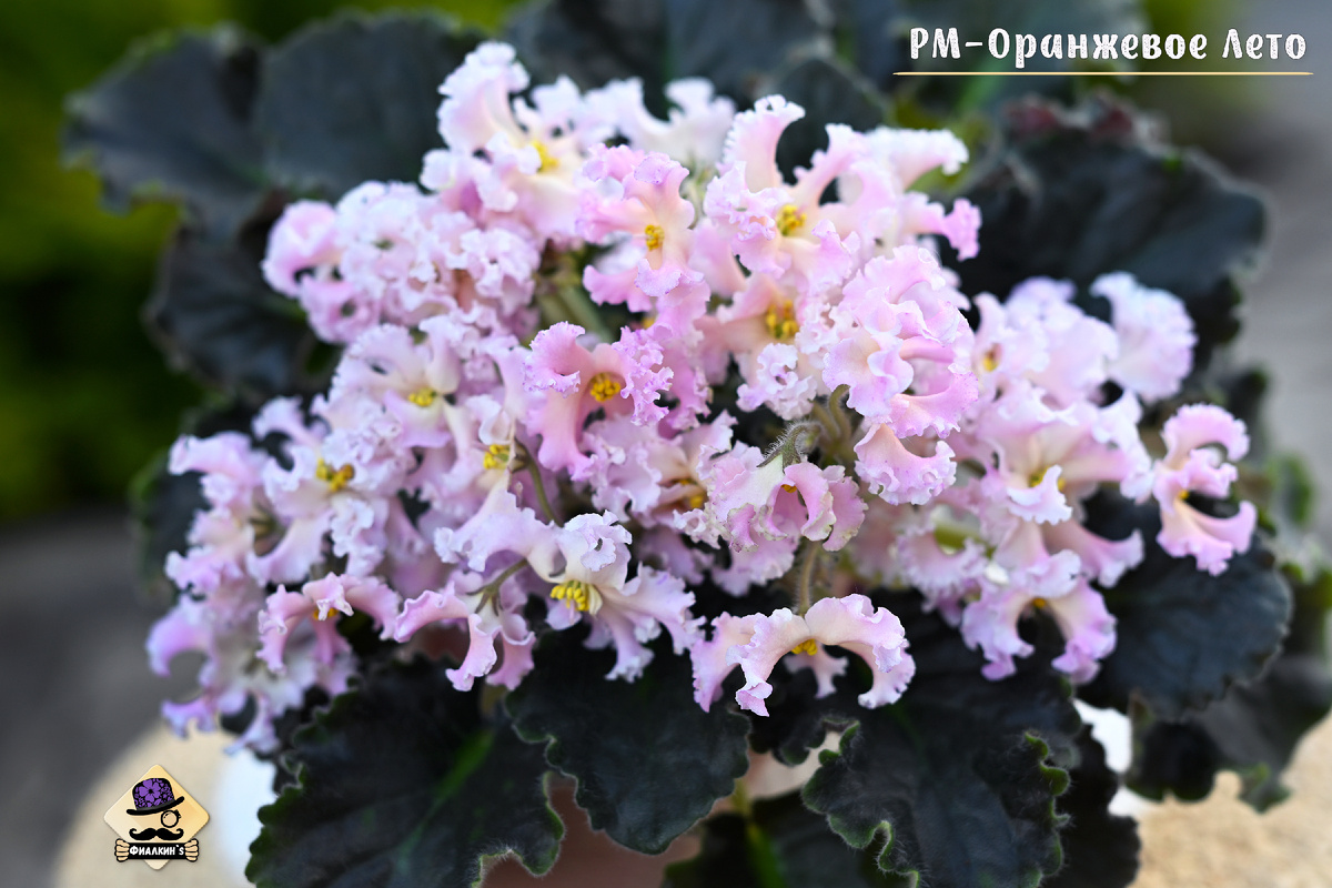 #РМОранжевоеЛето | Из коллекции сортовых фиалок ФИАЛКИНС