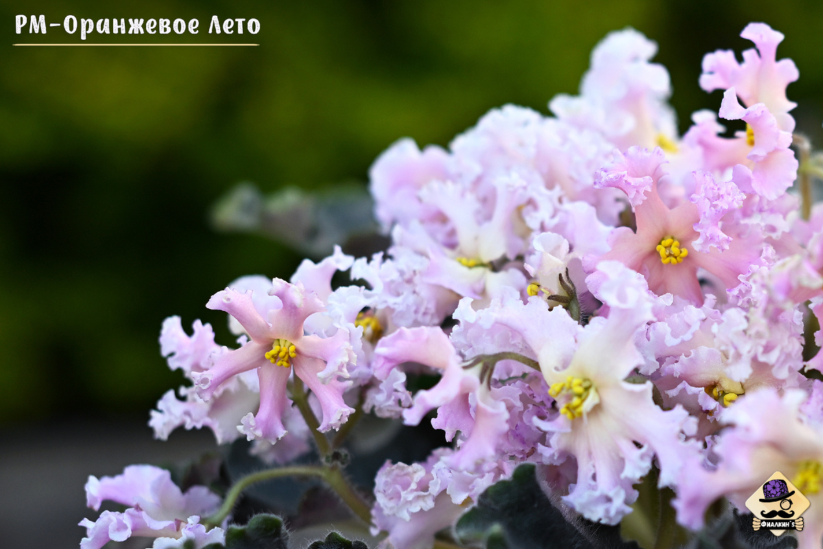 #РМОранжевоеЛето | Из коллекции сортовых фиалок ФИАЛКИНС