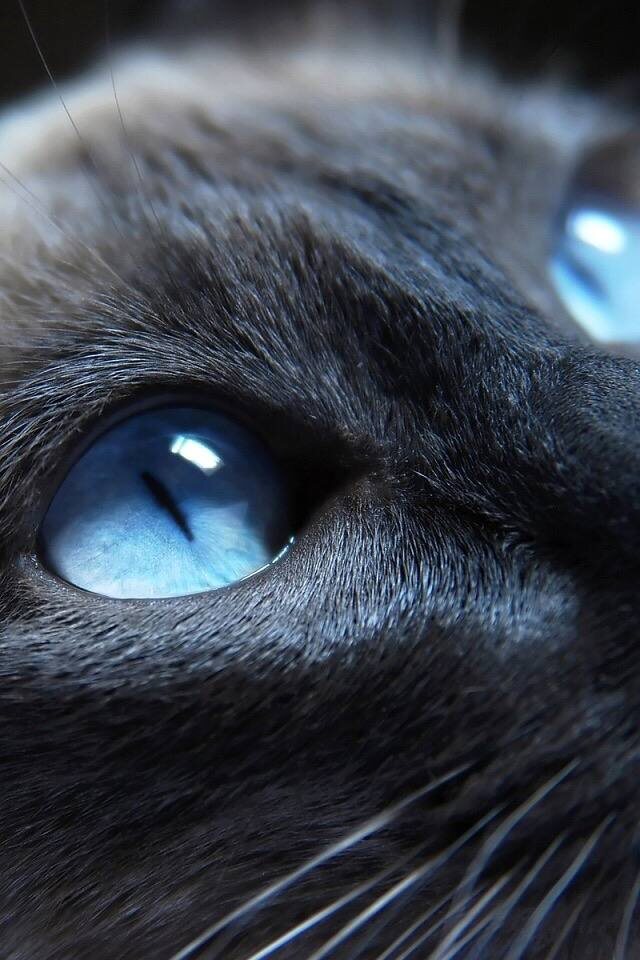 Глаза поинтового окраса