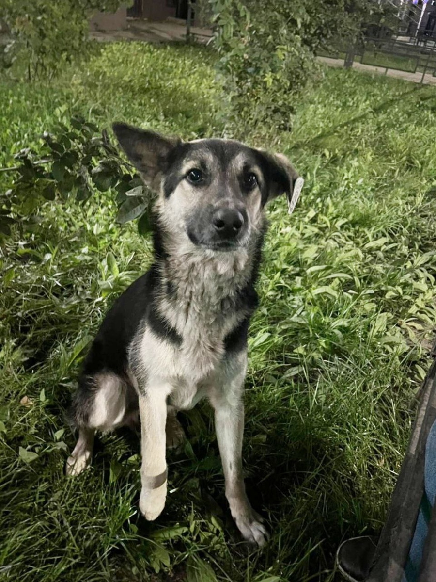 По мордочке видно, что он лапочка. Фото из архива автора