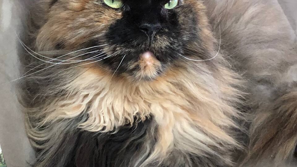 Вертикальное пространство для кошек и комплексы. Что лучше?