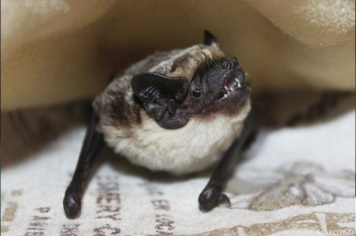    Ярославцев предупредили о летучих мышах