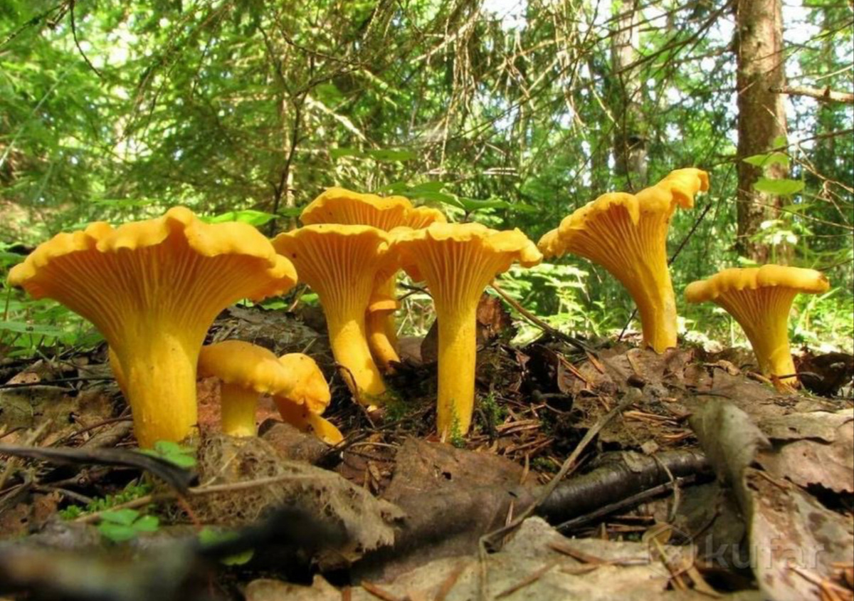 Замечательные!