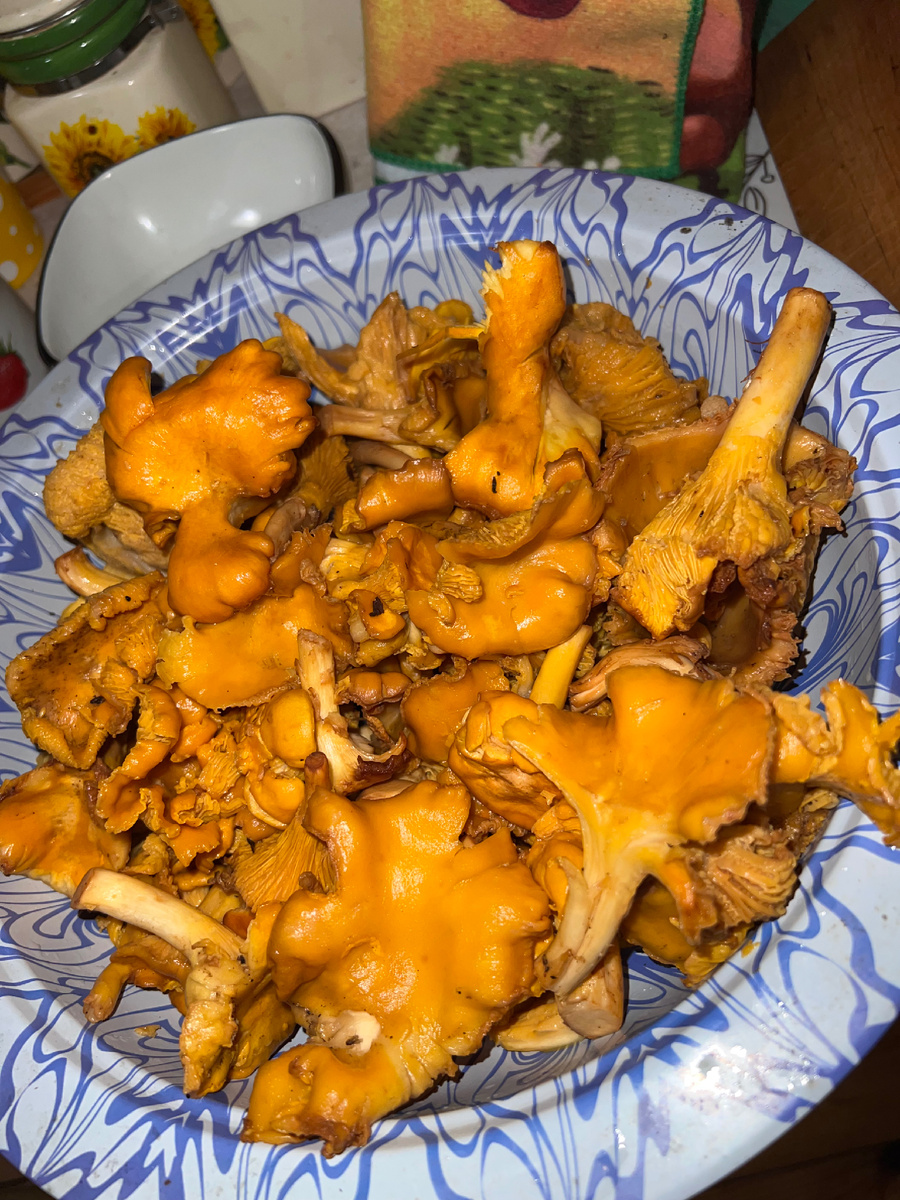 Рыжульки! Такие нежные