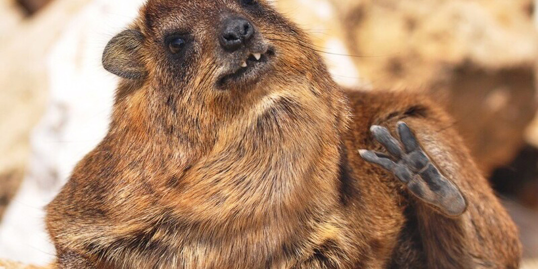 Несколько слов о производителе хиррациума