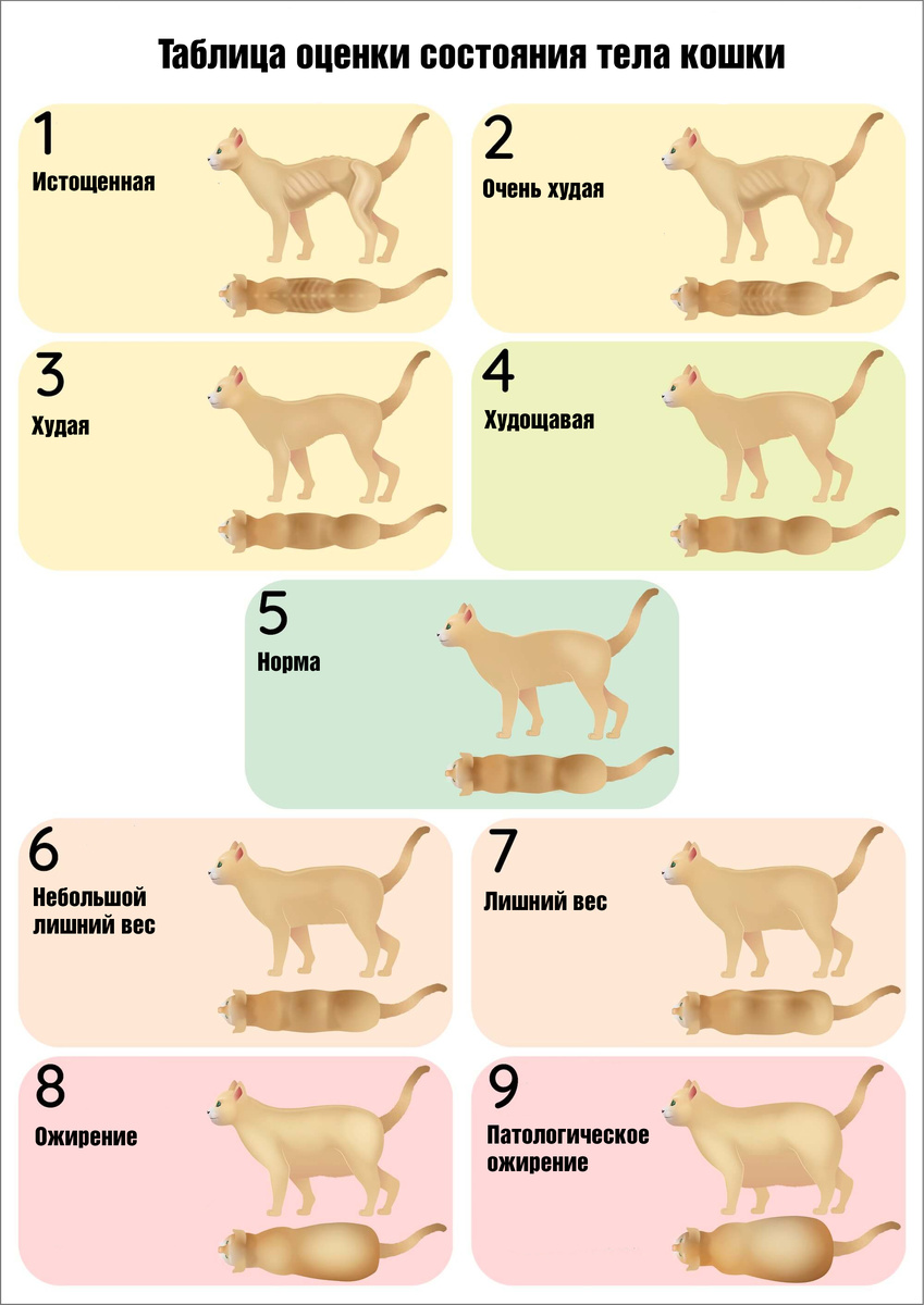 Визуальный осмотр позволяет дать достаточно точную и объективную оценку состоянию тела кошки