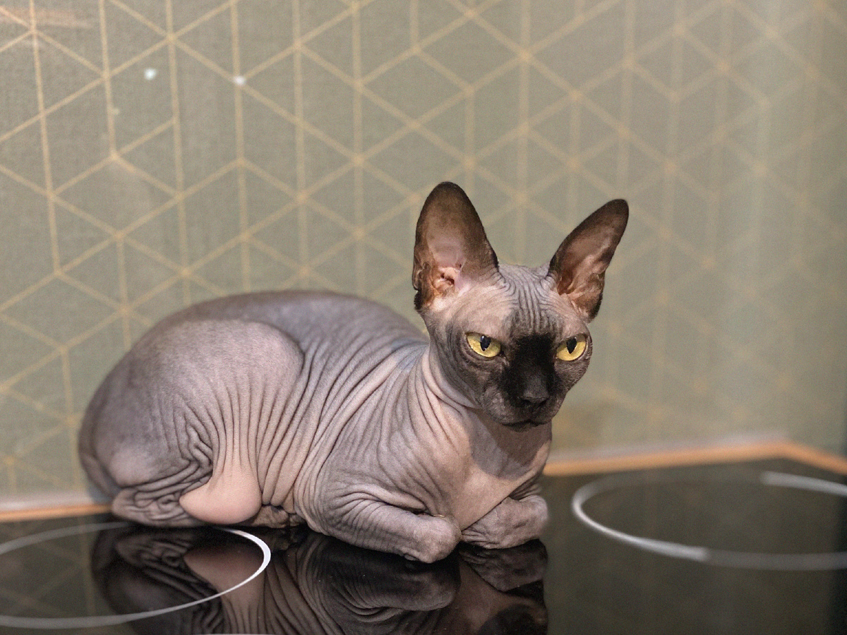 Котя выглядит довольно неплохо, но все лишнее откладывается на животе