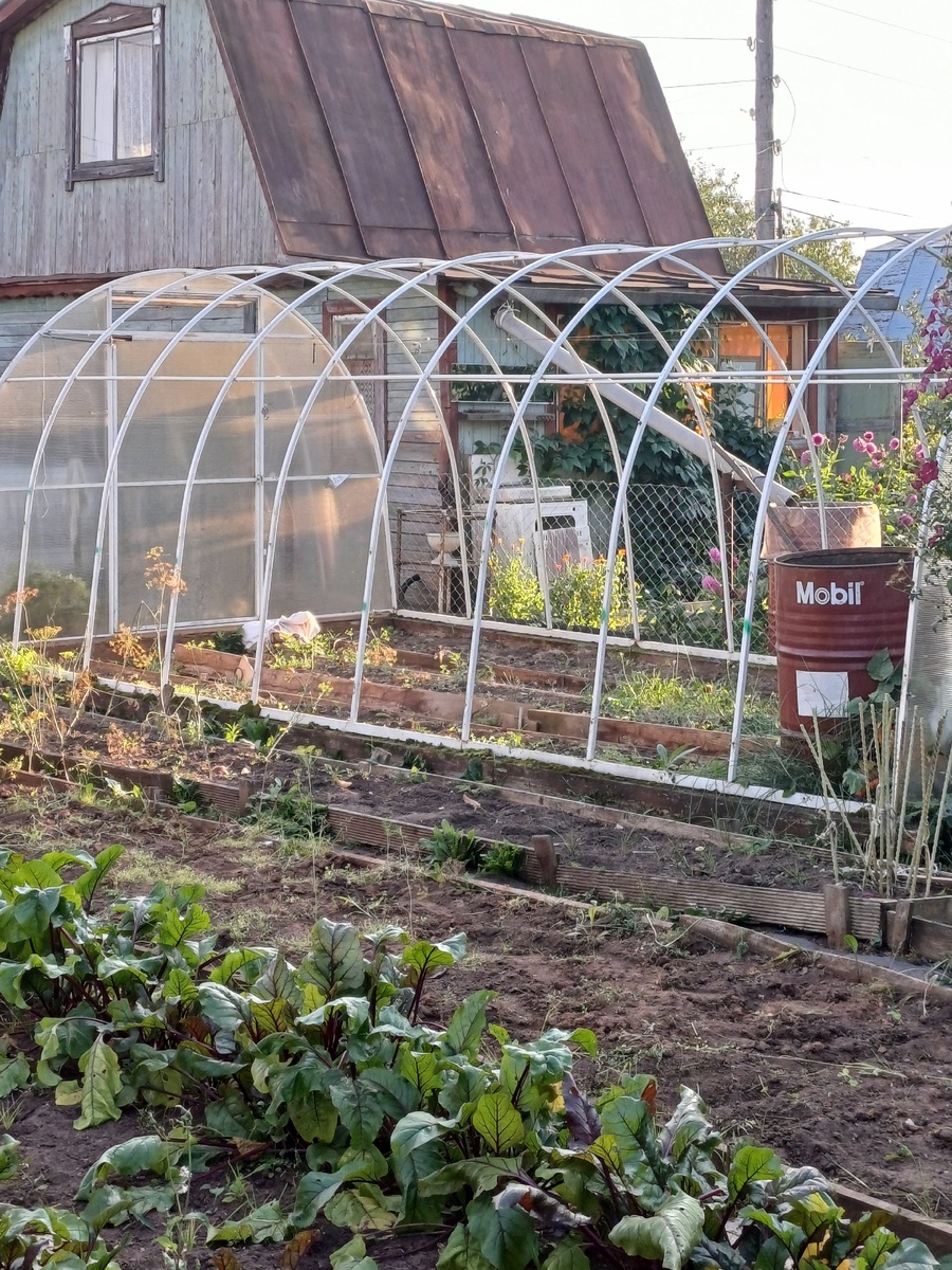   Успейте посадить в сентябре, пока грядки чистые - урожай поспеет в октябре