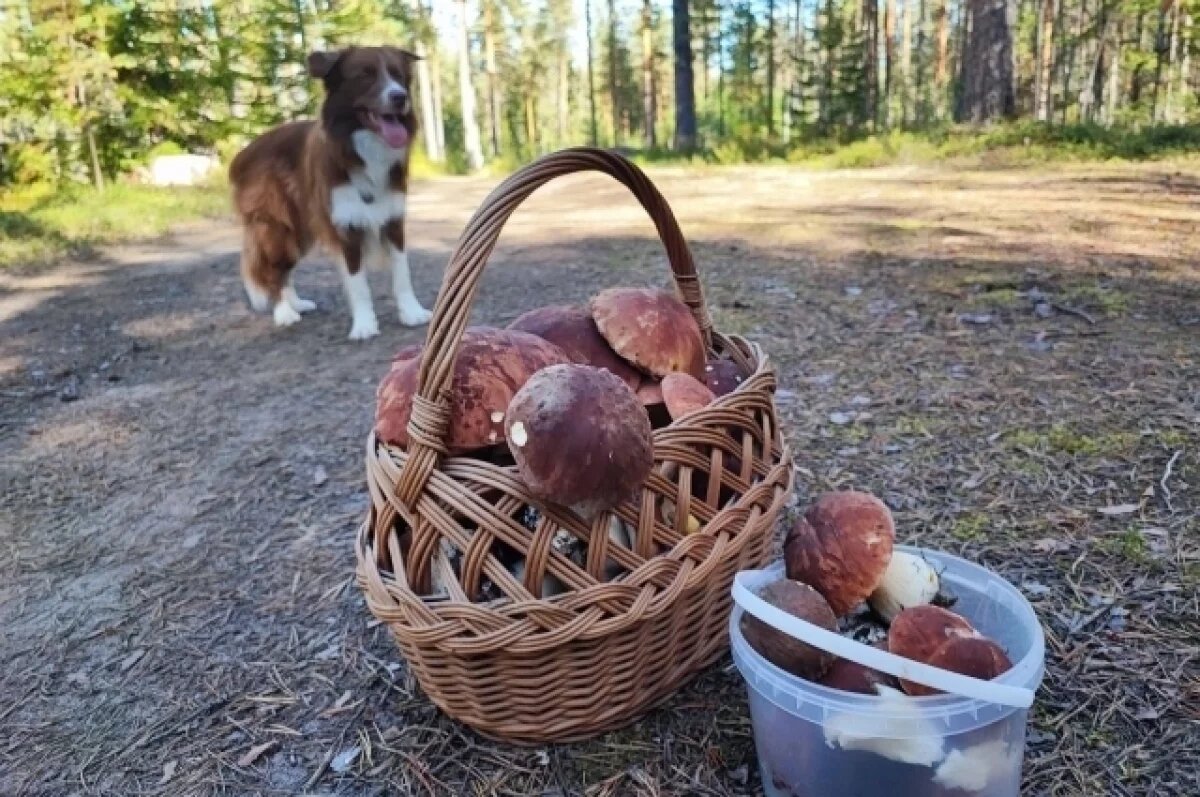    Заблудившихся грибников из Хабаровска нашли живыми