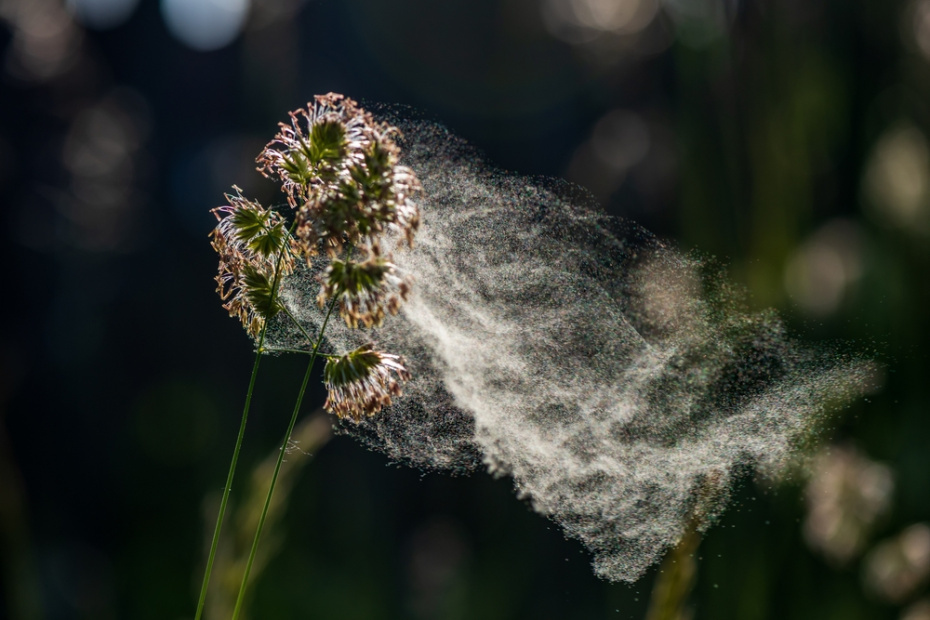    Shutterstock/FOTODOM