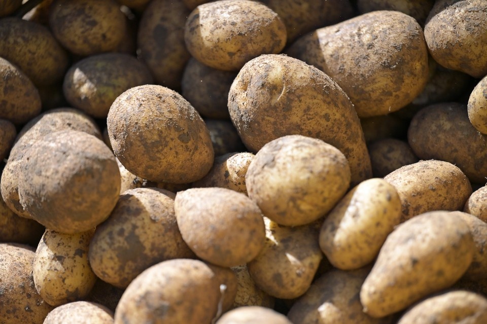    РФ снизила ввоз картофеля из Китая до минимума с начала года GLOBAL LOOK PRESS