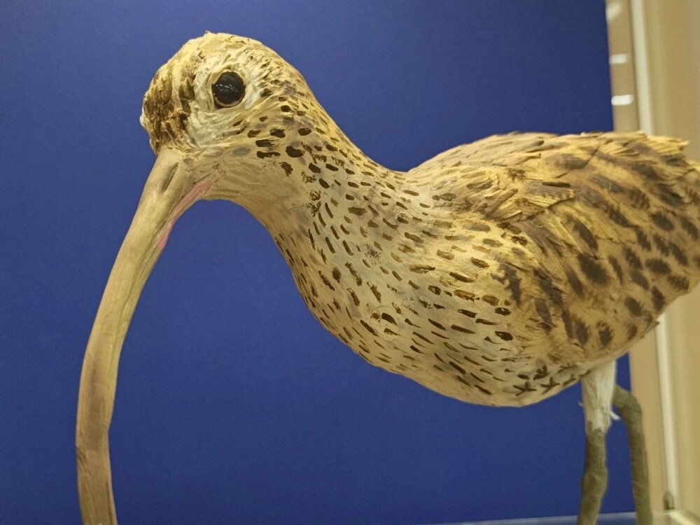    Чтобы сделалть реалистичное чучело птицы, её не обязательно убивать. Можно изучить справочные материалы. Фото: «АиФ-Урал»/ Дарья Попович