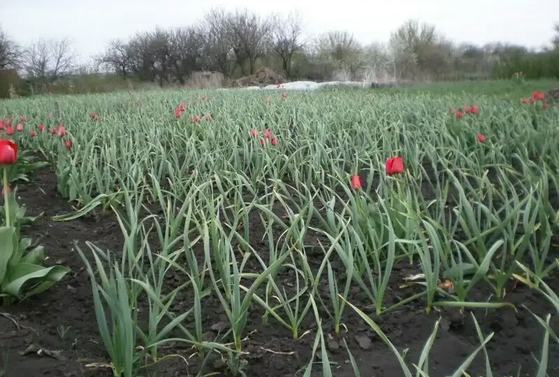 Первое правило посадки озимого чеснока: так его не протравливают - и грунт так не готовят. 3 тонкости - и неписаные правила посадки под зиму
