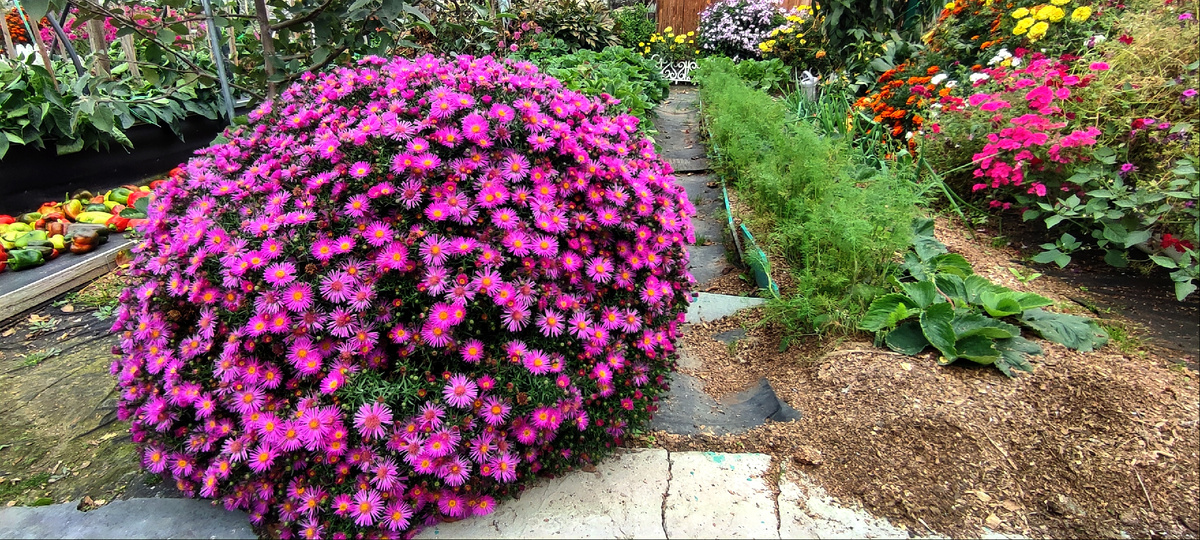 Мой шикарный куст....толи альпийской астры, толи сентябринки... В любом случае смотрится классно. 