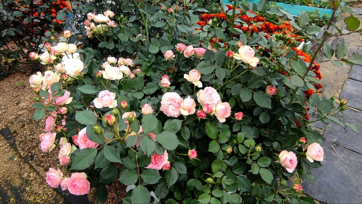 Розы... тоже обильно цветут. 