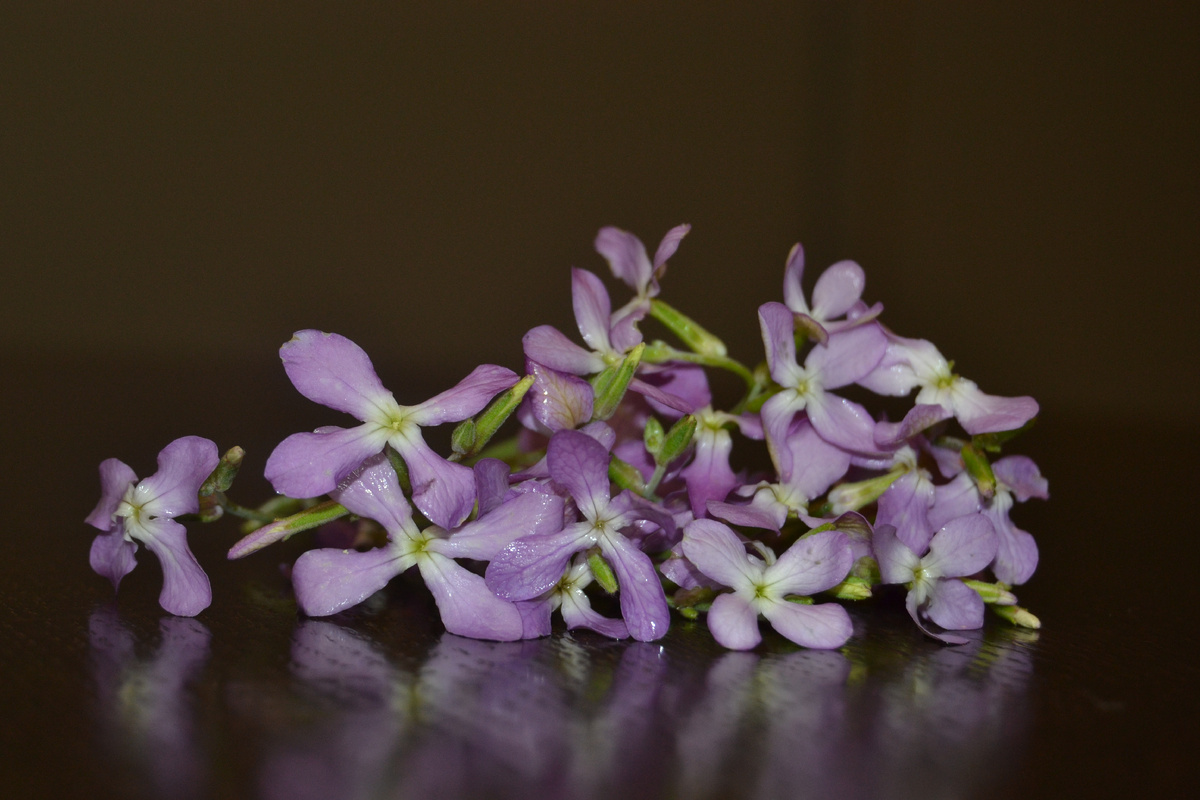 фото автора. Ночная фиалка (маттиола двурогая)