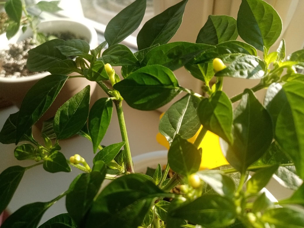 Кустится Hot Pops сам по себе.