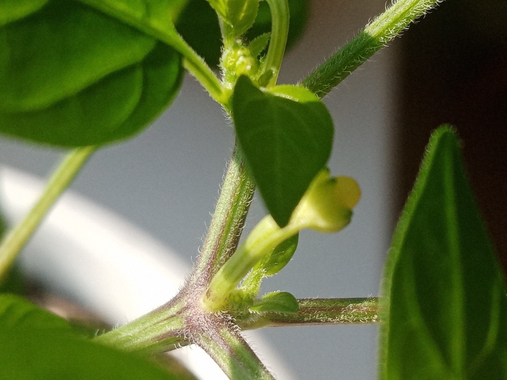 Вот такие гномы растут.