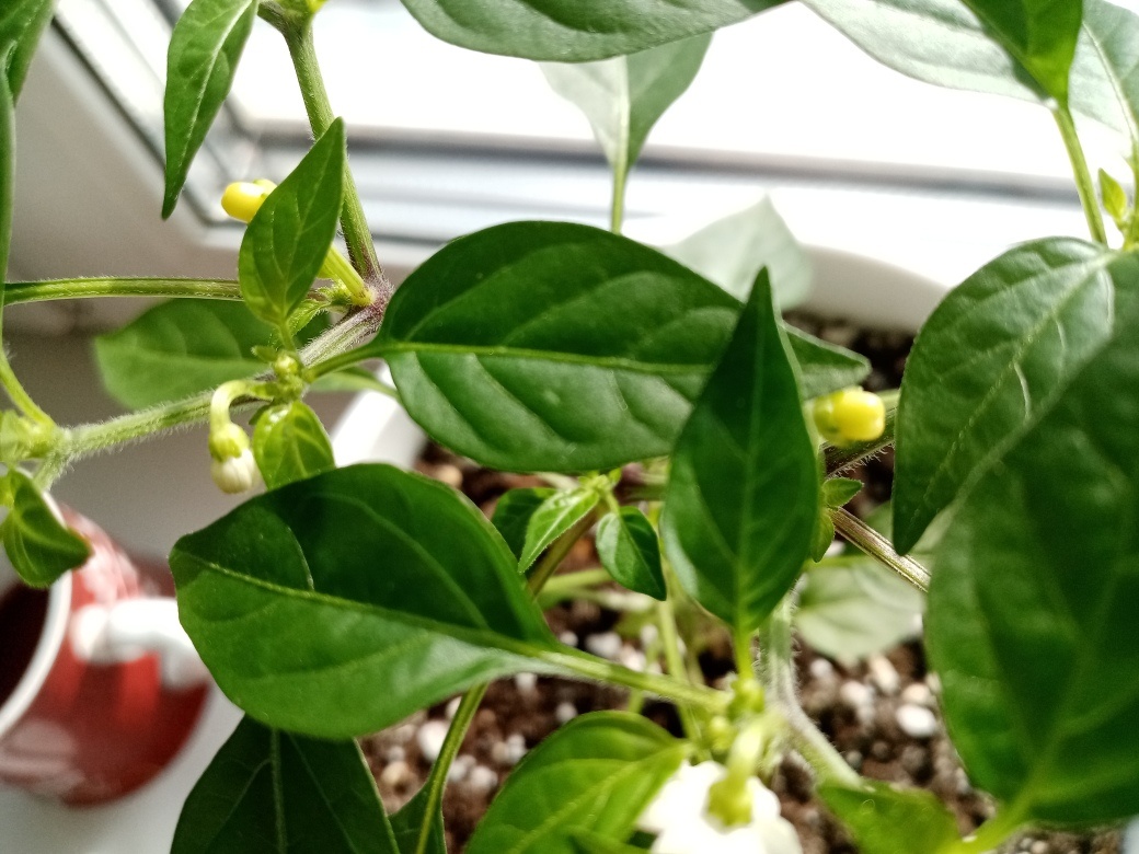 Первое цветение и плодоношение.