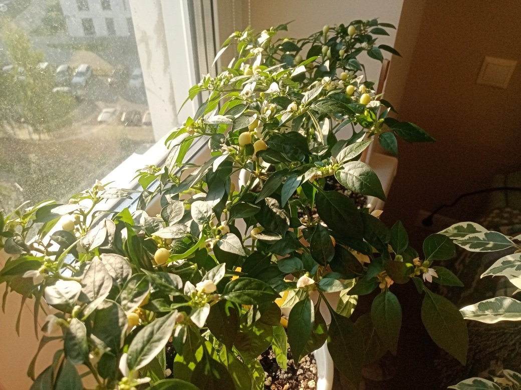 Буквально все усыпаны плодами, и продолжают цвести.