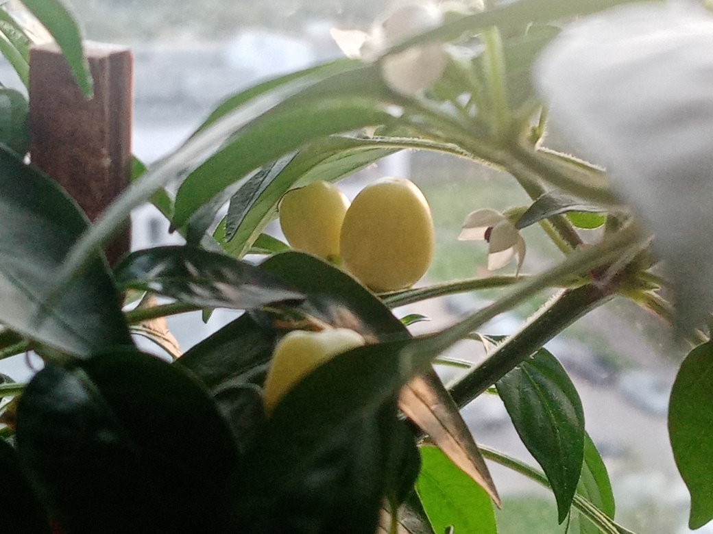 Вот такие горошинки.