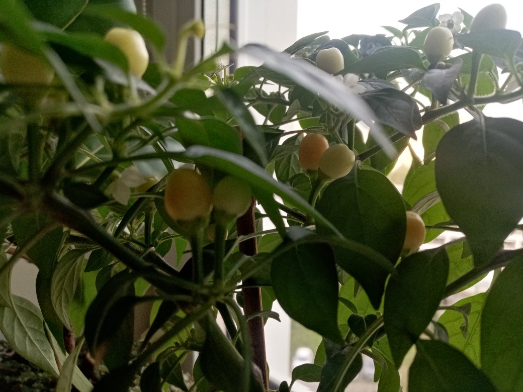 Начинают оранжеветь.