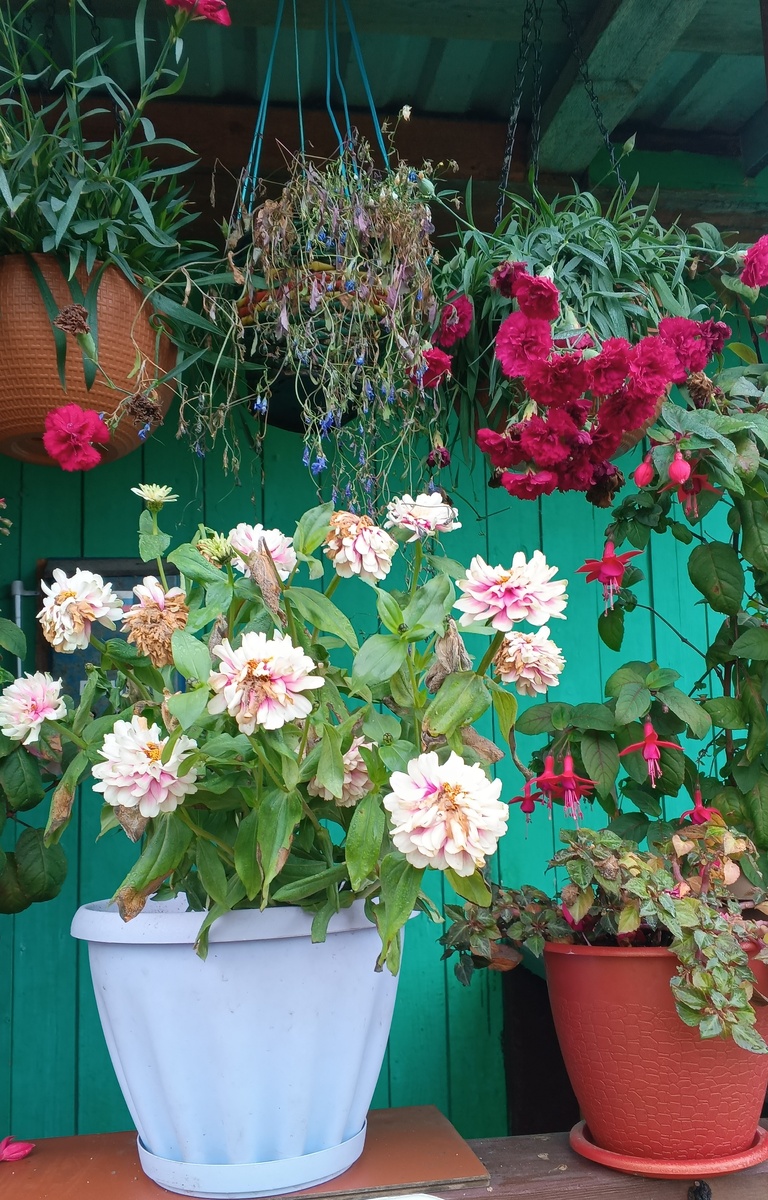 фото автора: цветы из маминого палисадника