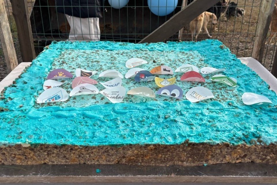    Волонтеры порадовали собак гигантским тортом Юлия МИТЮГОВА