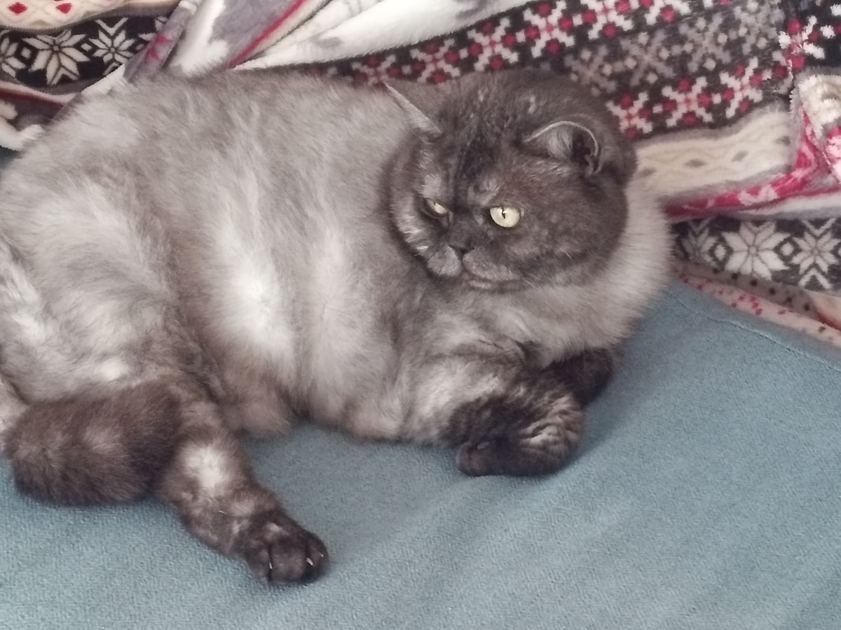 Главное, у кошеньки места немного на диване отжать🤣🤣🤣