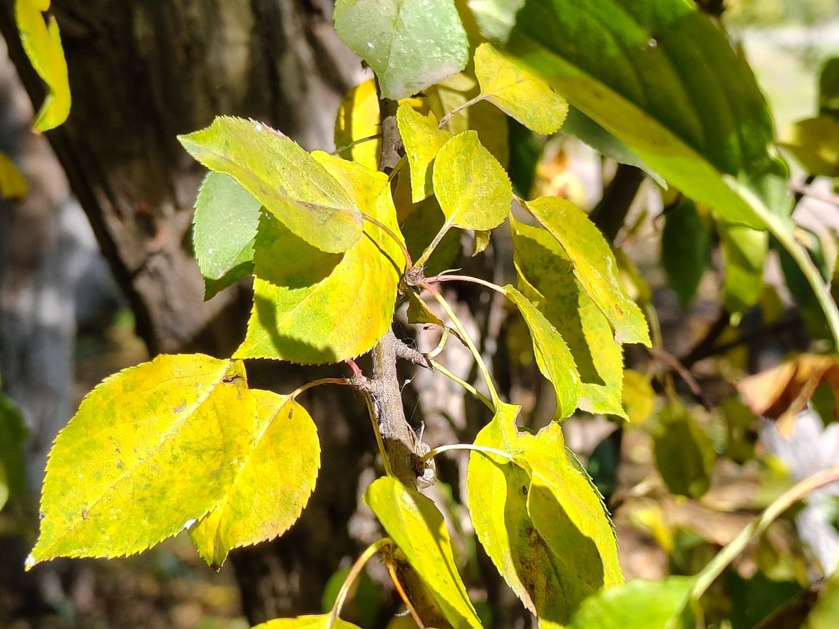 Фото в статье будут не по теме, т.к по теме у меня нет, зато осенних сколько угодно)