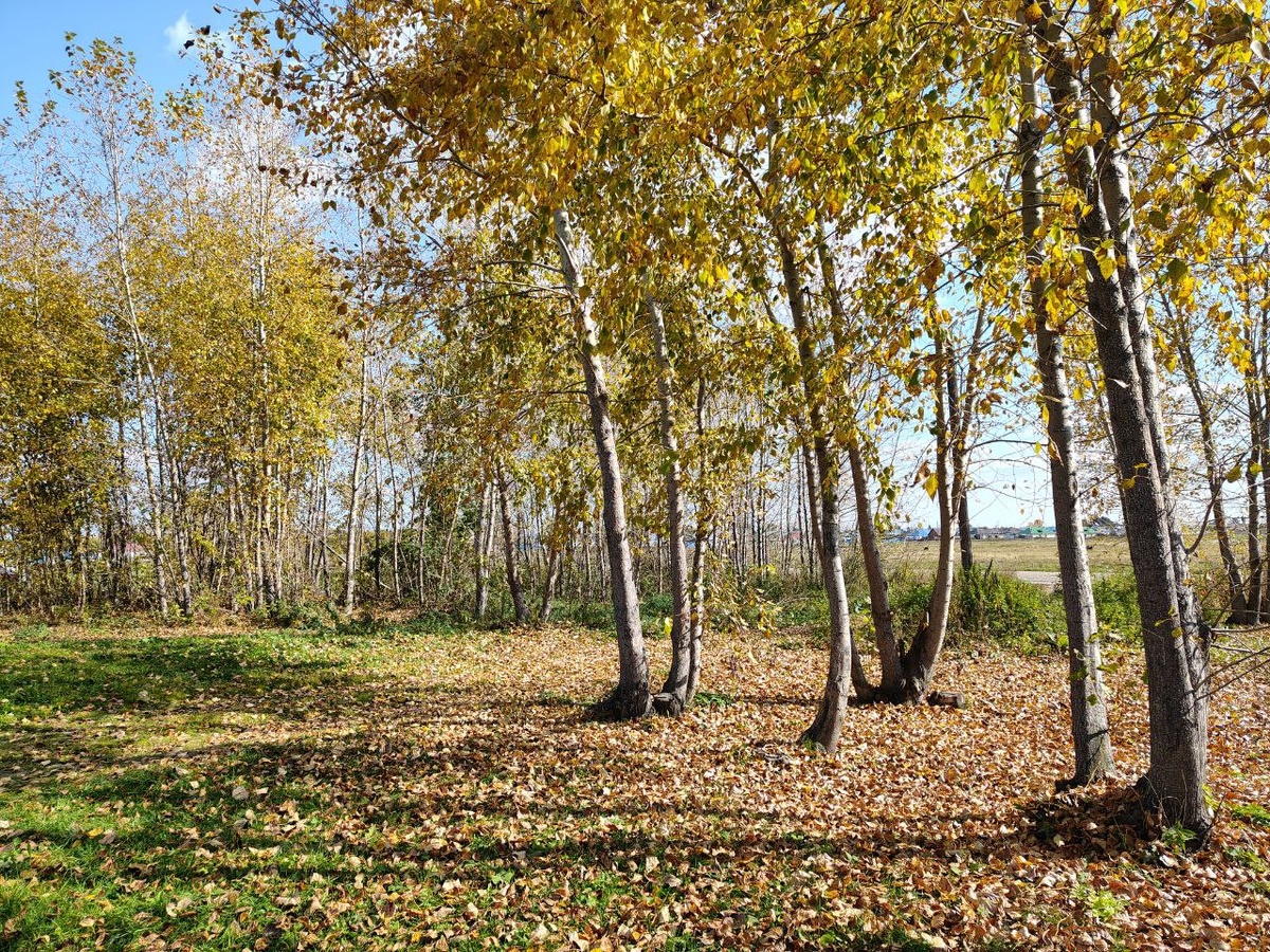 Красота же, ну как не поделиться?