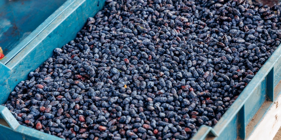 Польза и вред. Ирга