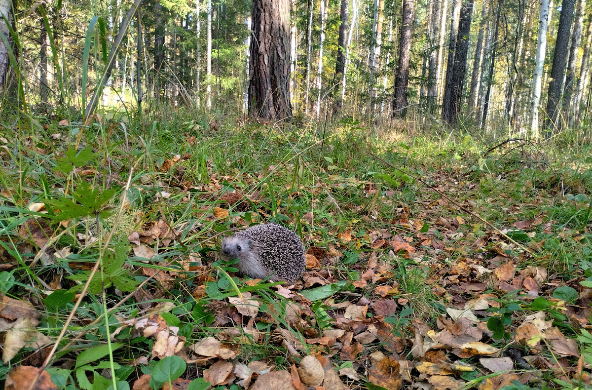 Ежик в лесу