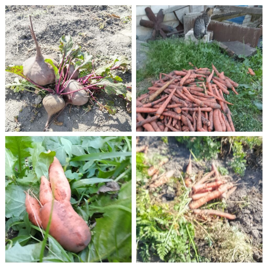 Осенний урожай.