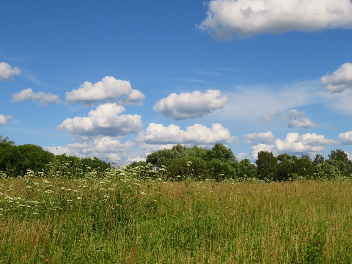 Луг в начале июля. 