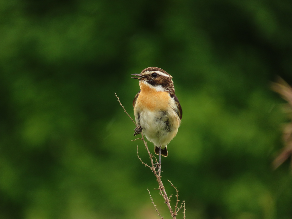 Луговой чекан на страже. 