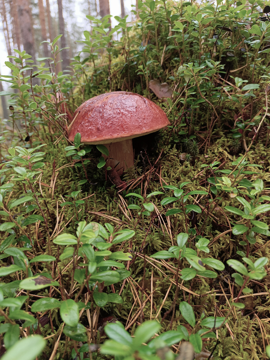 Не знаю, что это за холмики, но белый гриб очень любит примоститься сбоку. Поэтому, когда видел такой холмик, обязательно осматривал его со всех сторон. Как видите, не зря.
