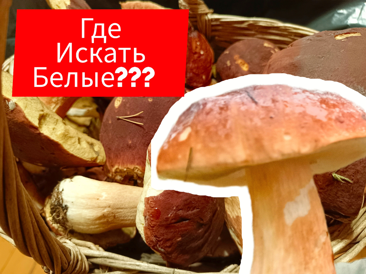 Да! Да! Да! Это те самые белые, которые ещё в пятницу утром росли себе мирно, никого не трогали, на радость слизням и червякам.