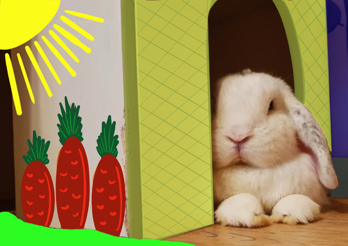 Квартирный кролик плюсы и минусы содержания