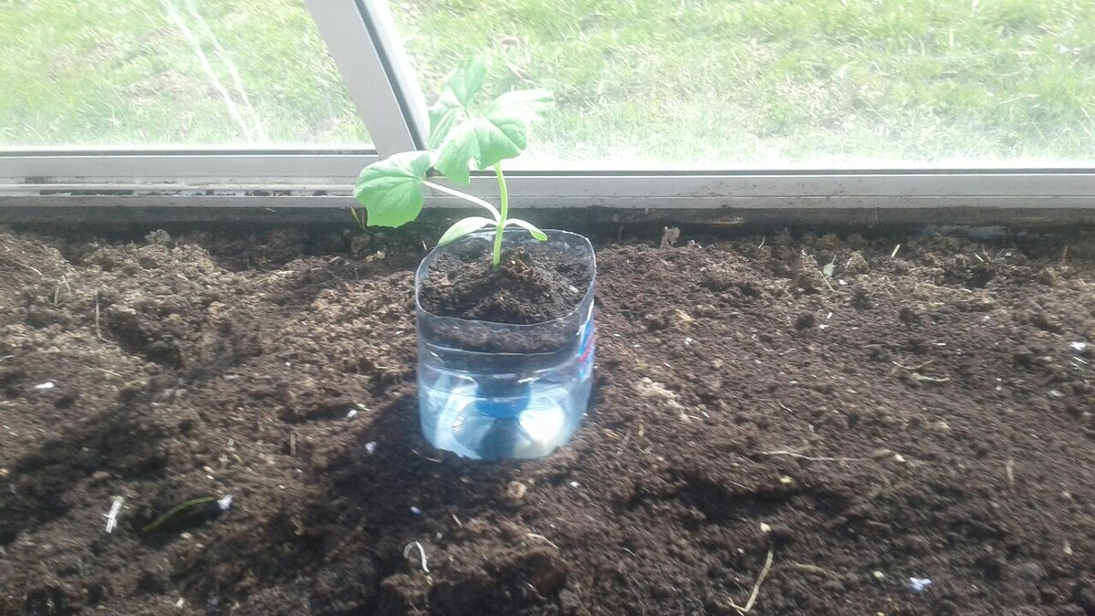 Притащил в теплицу. Весна холодная была, долго не высаживал, огурец уже здоровый чересчур. Фото автора