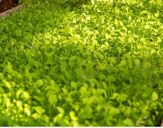 Посеяли сидераты — что дальше? Главные ошибки осени, которые испортят вам весну