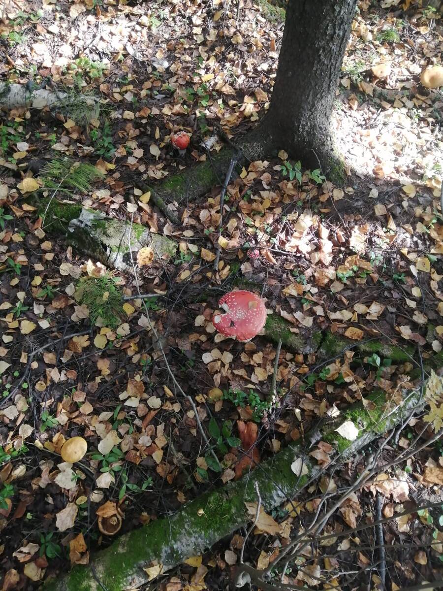 Красавцы мухоморы 😊