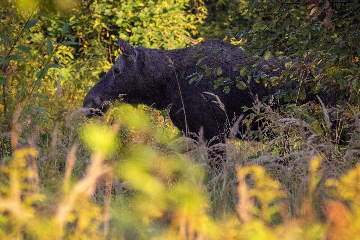 Европейский лось