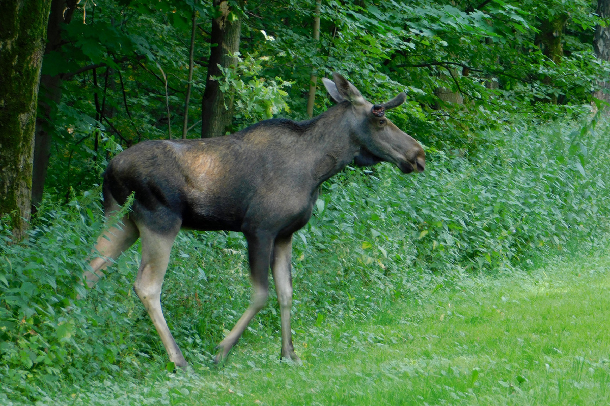 Европейский лось
