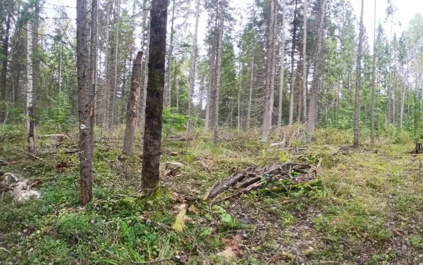    Жителя Кезского района задержали за незаконную вырубку деревьев