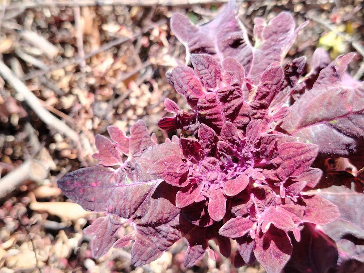 Ажур колеуса BY - Эпик Эрик