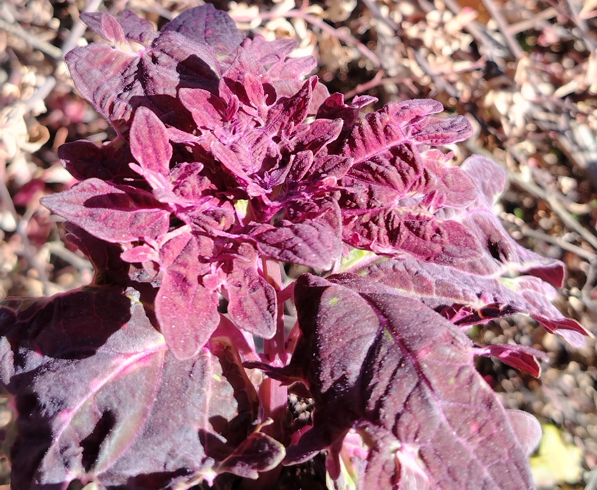 Оттенки колеуса BY - Эпик Эрик