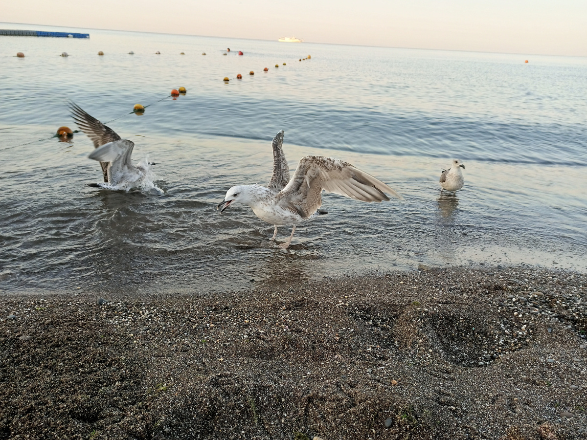Чайки. Фото автора