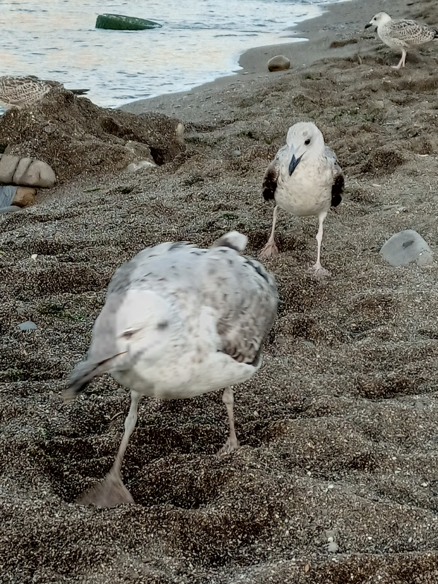 Да начнётся битва!. Фото автора